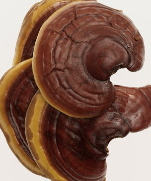 Reishi Mushroom